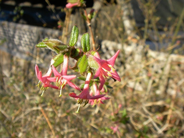 グミの花